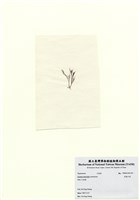 藏品(長枝沙菜)的圖片